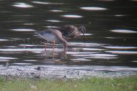 Tringa erythropus