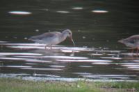 Tringa erythropus