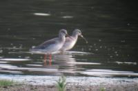 Tringa erythropus