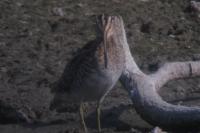 Gallinago gallinago
