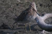 Gallinago gallinago