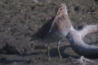 Gallinago gallinago