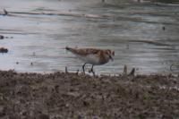 Calidris minuta
