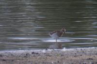 Calidris melanotos