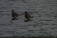 Calidris melanotos
