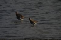 Calidris melanotos