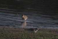Calidris melanotos
