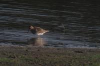 Calidris melanotos