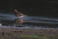 Calidris melanotos