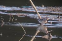 Calidris ferruginea