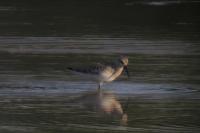 Calidris ferruginea