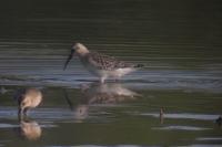 Calidris ferruginea