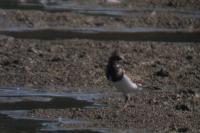 Arenaria interpres