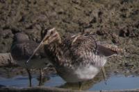 Gallinago gallinago