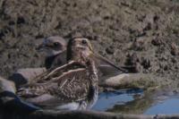 Gallinago gallinago