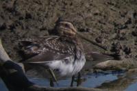 Gallinago gallinago
