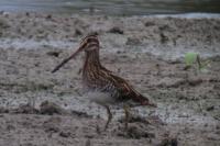 Gallinago gallinago