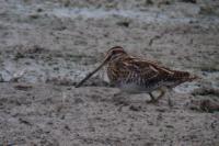 Gallinago gallinago