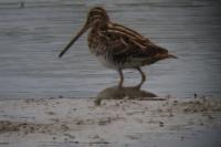 Gallinago gallinago