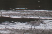 Calidris alpina