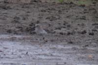 Calidris alpina