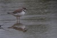Charadrius hiaticula