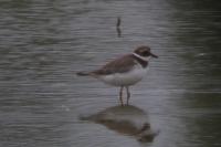Charadrius hiaticula