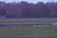 Grus grus