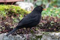 Turdus merula