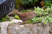 Troglodytes troglodytes