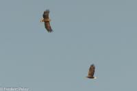Haliaeetus albicilla