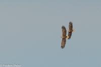 Haliaeetus albicilla
