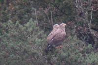 Haliaeetus albicilla