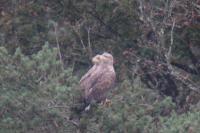 Haliaeetus albicilla