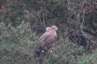 Haliaeetus albicilla