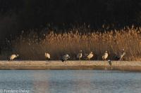 Grus grus