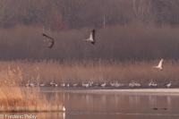 Grus grus