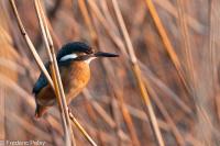 Alcedo atthis