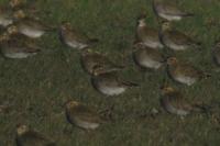 Pluvialis apricaria