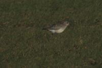 Pluvialis squatarola