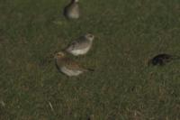 Pluvialis squatarola