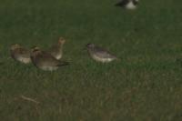 Pluvialis squatarola