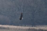 Haliaeetus albicilla