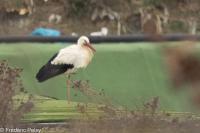 Ciconia ciconia