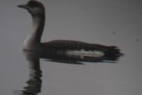 Gavia arctica