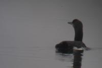 Gavia arctica