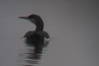Gavia arctica