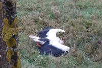 Ciconia ciconia
