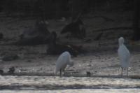 Plegadis falcinellus