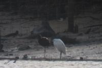 Plegadis falcinellus